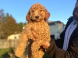 Dev Boy Standart Poodle Bebekler