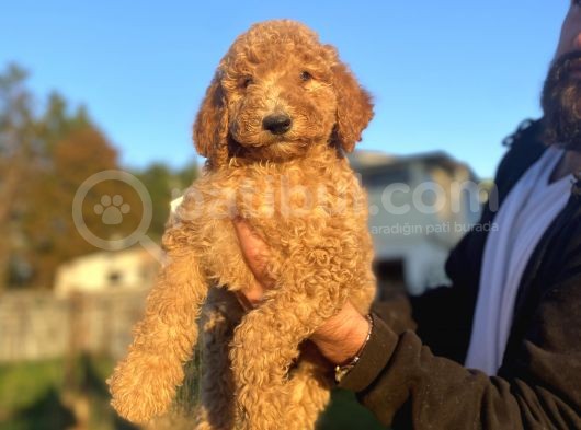 Dev Boy Standart Poodle Bebekler görsel