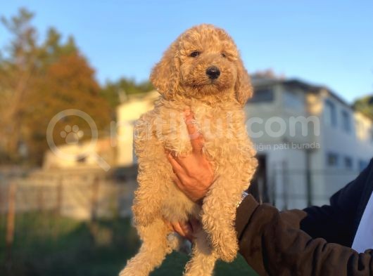 Dev Boy Standart Poodle Bebekler görsel