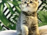 Ayi Surat Golden Tabby Bebeği̇mi̇z