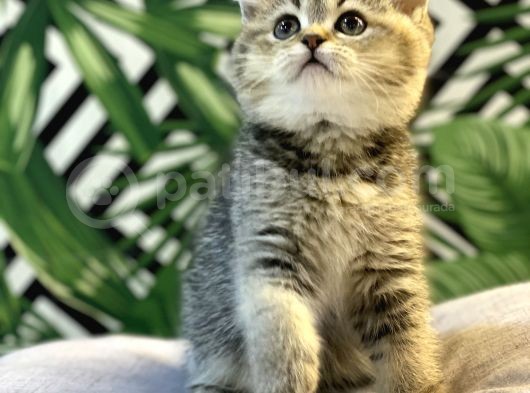 Ayi Surat Golden Tabby Bebeği̇mi̇z görsel