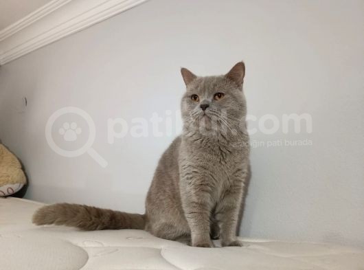 Safkan British Shorthair