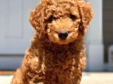 Labradoodle Dev Boy Bebekler