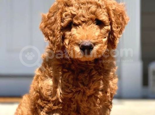 Labradoodle Dev Boy Bebekler görsel
