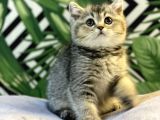 Ayi Surat Golden Tabby Bebeği̇mi̇z