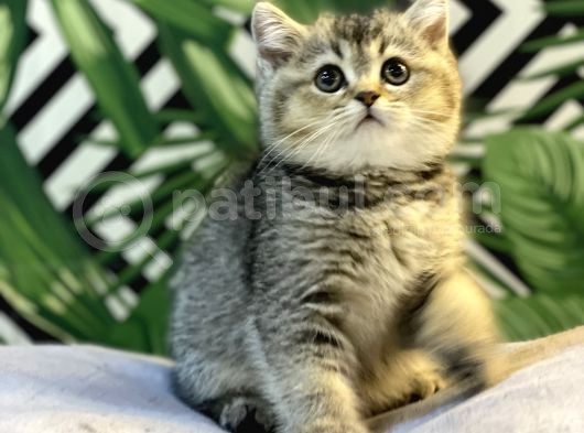 Ayi Surat Golden Tabby Bebeği̇mi̇z görsel