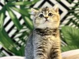 AYI SURAT GOLDEN TABBY BEBEĞİMİZ