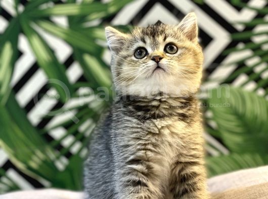 Ayi Surat Golden Tabby Bebeği̇mi̇z