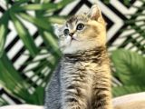 Ayi Surat Golden Tabby Bebeği̇mi̇z