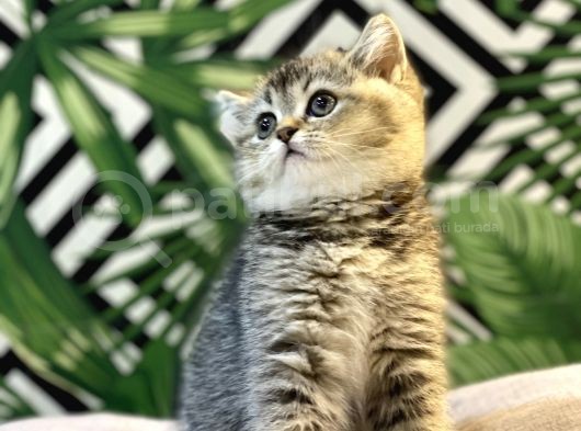 Ayi Surat Golden Tabby Bebeği̇mi̇z görsel