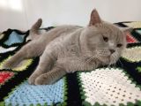 Safkan British Shorthair
