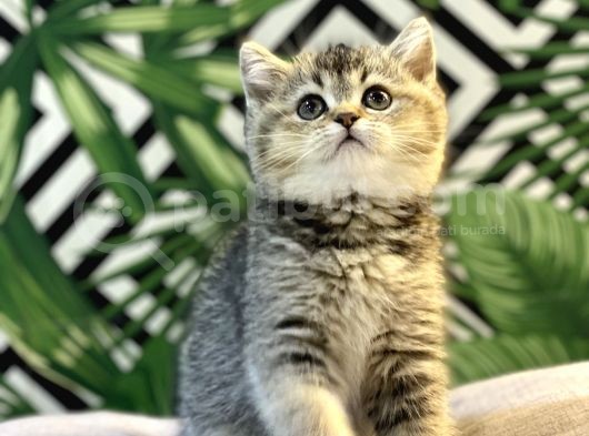 Ayi Surat Golden Tabby Bebeği̇mi̇z görsel