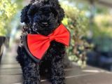 Si̇yah İnci̇  Toy Poodle Bebekler
