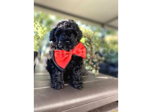 Si̇yah İnci̇  Toy Poodle Bebekler görsel
