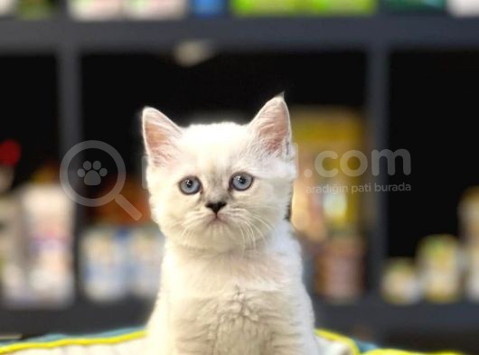 Oyuncu Blue Poi̇nt Bri̇tsh Shorthai̇r Yavru görsel