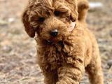 LABRADOODLE DEV BOY BEBEKLER