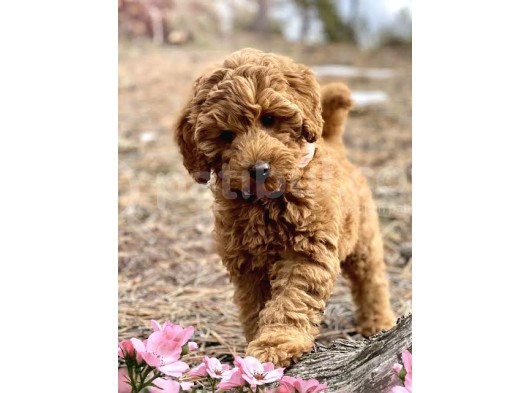 Labradoodle Dev Boy Bebekler