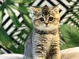 Ayi Surat Golden Tabby Bebeği̇mi̇z