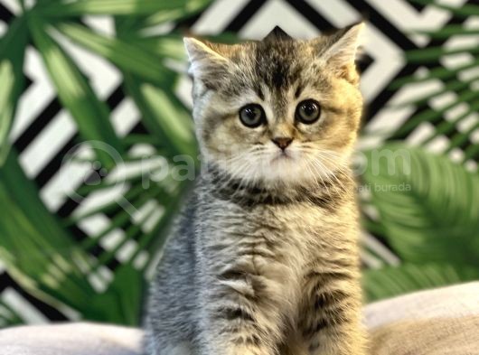 Ayi Surat Golden Tabby Bebeği̇mi̇z görsel