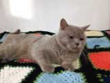 Safkan British Shorthair