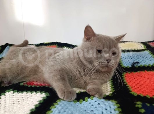 Safkan British Shorthair görsel