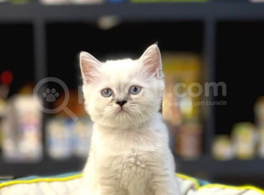 Oyuncu Blue Poi̇nt Bri̇tsh Shorthai̇r Yavru