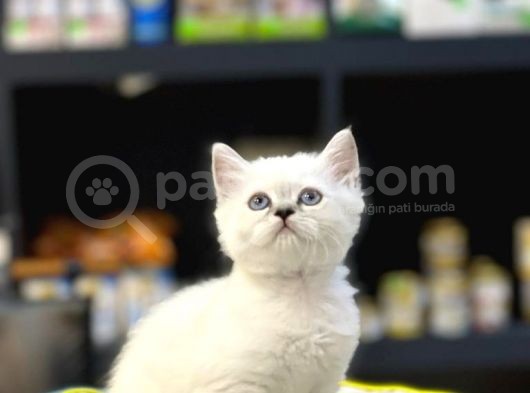 Oyuncu Blue Poi̇nt Bri̇tsh Shorthai̇r Yavru görsel