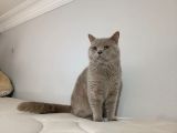 Safkan British Shorthair