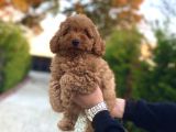 Red Di̇şi̇ Poodle Bebeği̇mi̇z Aşili A Kali̇te