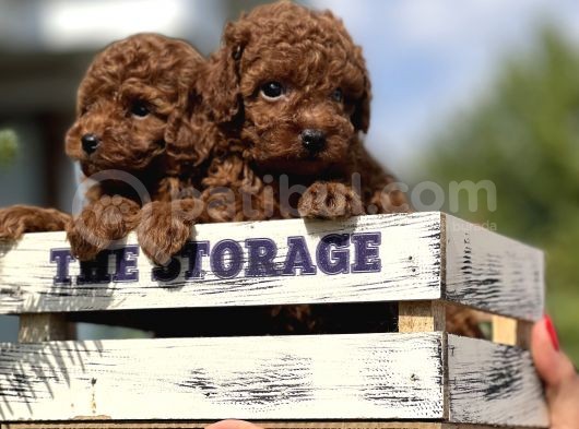 Orjinal Red Brown Toy Poodle görsel