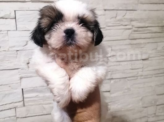 Uyguna Shihtzu Yavrular görsel