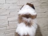 Uyguna Shihtzu Yavrular