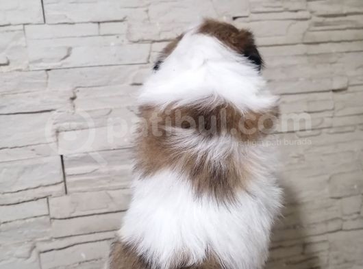 Uyguna Shihtzu Yavrular görsel