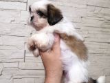 Uyguna Shihtzu Yavrular