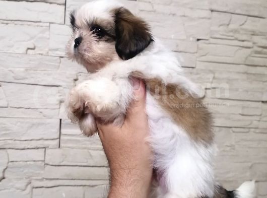 Uyguna Shihtzu Yavrular görsel