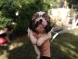 Uyguna Shihtzu Yavrular
