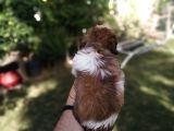 Uyguna Shihtzu Yavrular