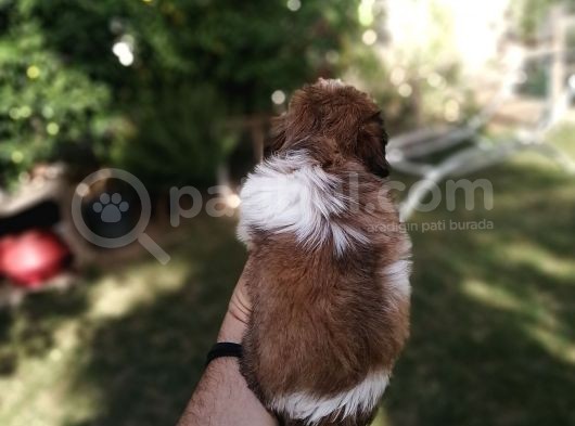 Uyguna Shihtzu Yavrular görsel