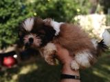 Uyguna Shihtzu Yavrular