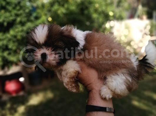 Uyguna Shihtzu Yavrular görsel