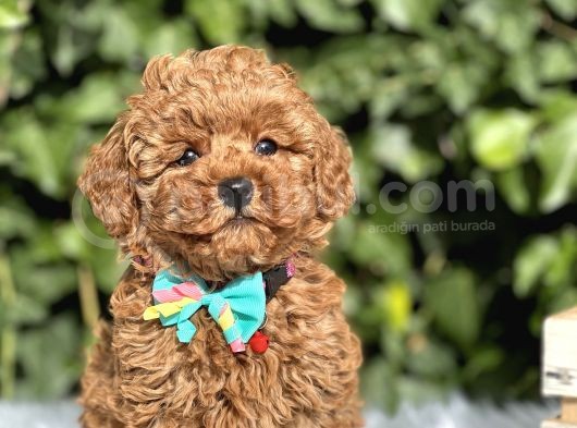 Birbirinden Güzel Toy Poodle Yavrularımız görsel