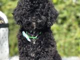 Siyah Poodle Yavrumuz
