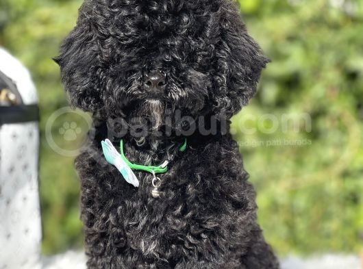 Siyah Poodle Yavrumuz görsel