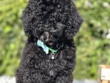 Siyah Poodle yavrumuz