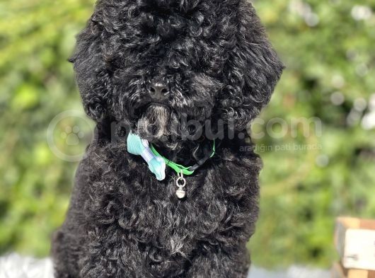 Siyah Poodle Yavrumuz