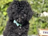 Siyah Poodle Yavrumuz