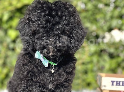 Siyah Poodle Yavrumuz görsel