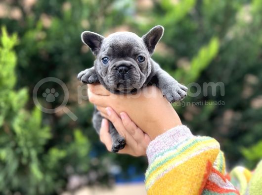Egzotik Blue French görsel