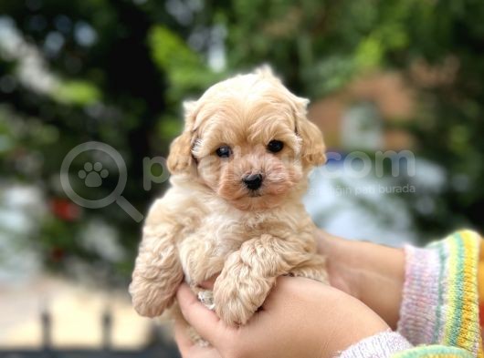 Orjinal Maltıpoo Güzelliği görsel