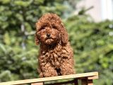 Birbirinden Güzel Toy Poodle Yavrularımız